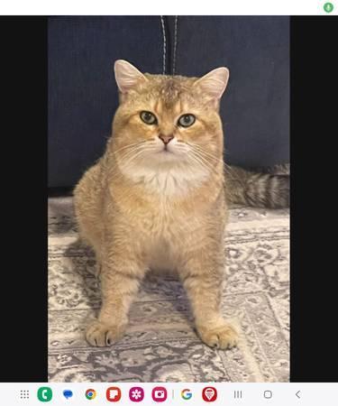 Lost cat (Richmond tx)