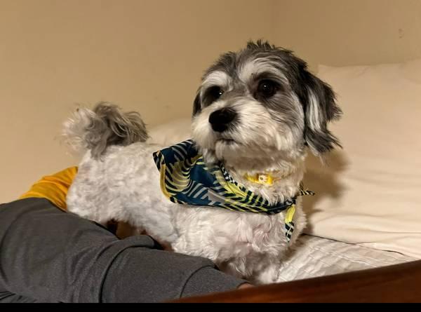 Small black and white havanese dog (Georgetown)