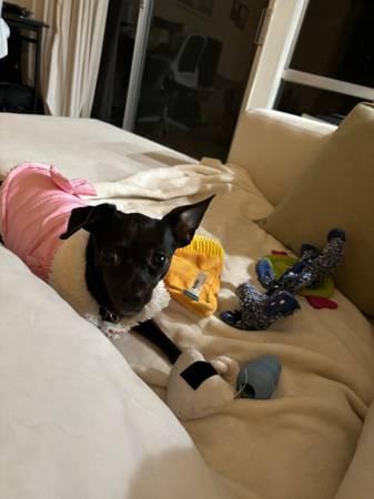 Sweet adult black chihuahua (campbell)