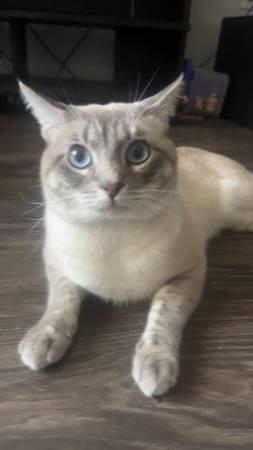 Help Bring Appa Home $$$ REWARD (South Lamar Blvd, Austin)