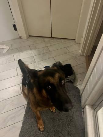 German shepherd female (Houston)