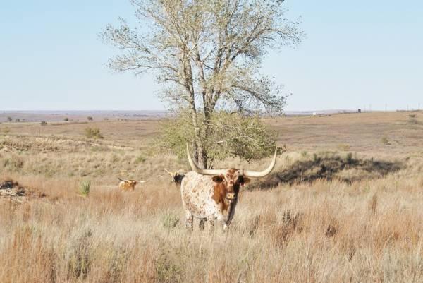 Texas Panhandle Ranch - 594 +/- Acres - Gray County, TX (McLean, TX)