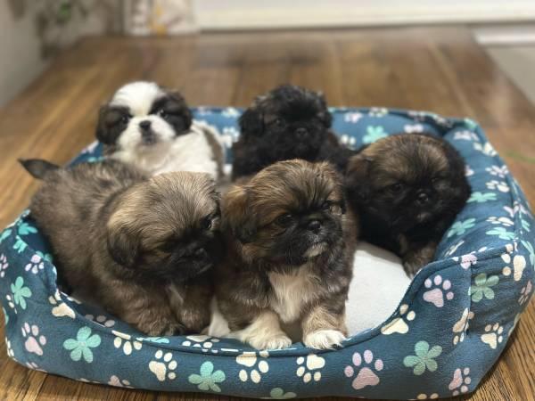 Adorable Fullbred Pekingese (Lewisville)