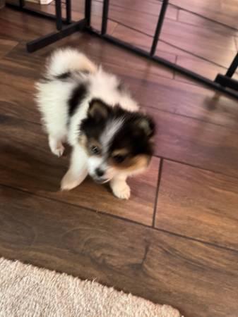 Pomeranian pups (Houston)