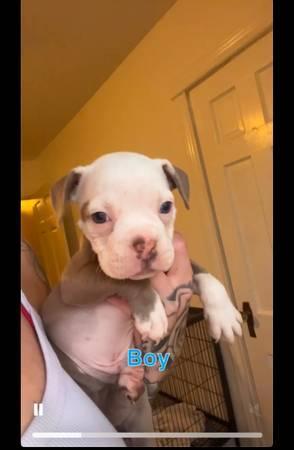 Rehoming pocket bullies (Fort Worth)