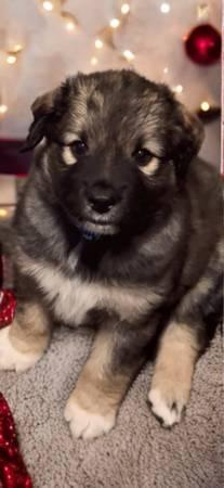 Rehoming 3 dogs (San Jose)