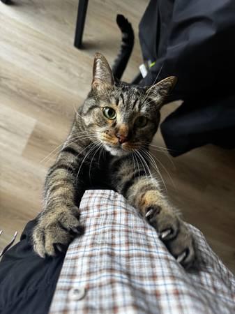 Looking for cat Travis Heights (Travis Heights)