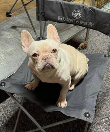 Female Frenchie (Alvin Tx)