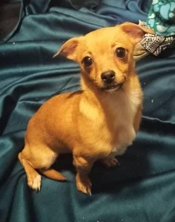 Tiny chug pug Chihuahua very adorable (San Marcos)