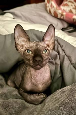 Healthy Black Sphynx Kitten Male (Hurst)