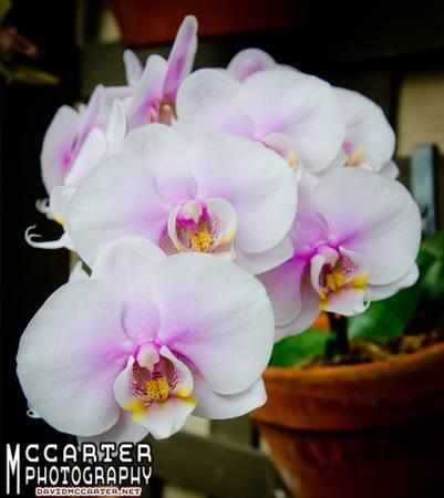 Professional Photography & Videography Services (Austin, TX area)