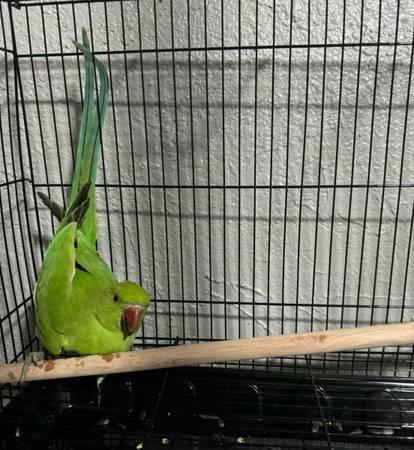 Indian ring neck (San Jose)