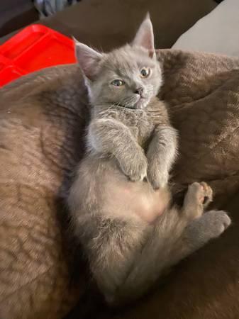 Munchkin Kitten (San Jose)