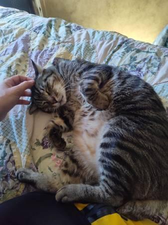 Levi's owner is lost (Manor)