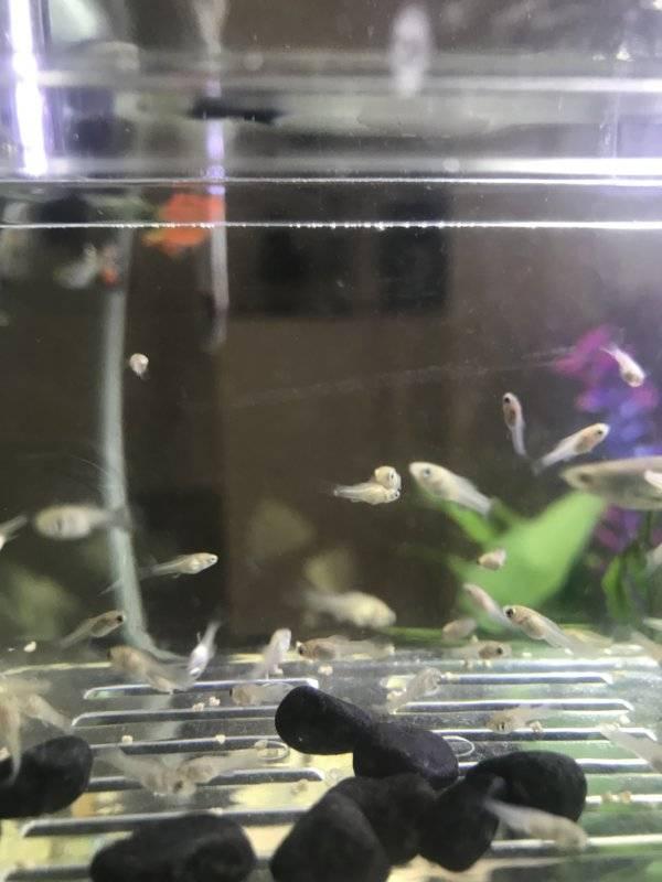 Baby Fish FREE To Good Home! (Arlington)