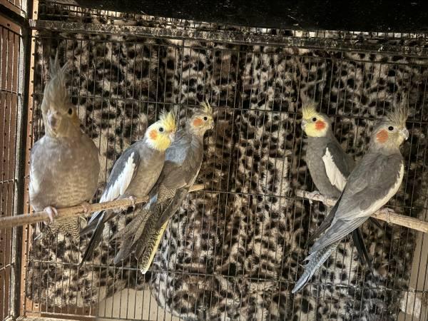 Cockatiel birds
