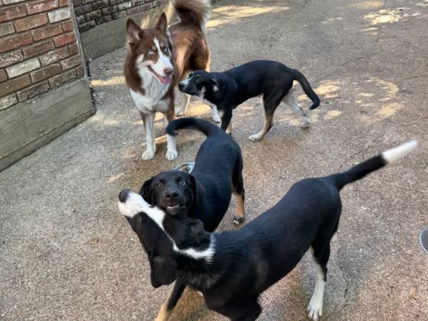 Mix Husky Puppies Spayed/Neutered w Shots and Rabies Cert, Microchip (Houston)