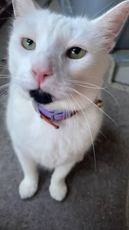 STILL MISSING!! Lost Senior Cat in Casa View Oaks (Casa View Oaks)