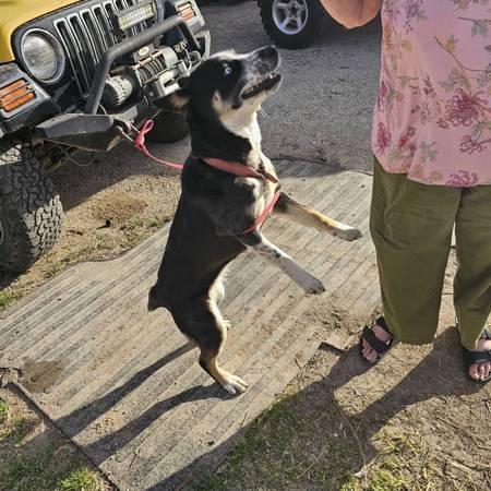 Lost puppy Found in Liberty Hill (Liberty Hill)