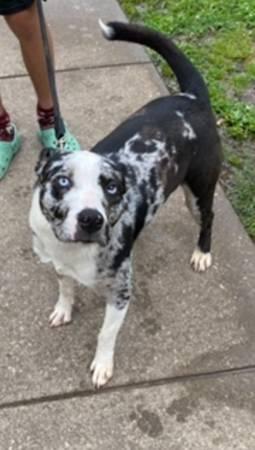 Rehoming Australian Shepherd /Pit mix (Garland)