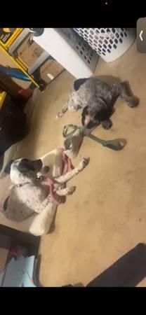 DOGS FOR SALE NEED SOLD ASAP (Kyle)