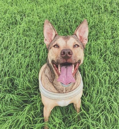 Rehoming dog (Hutto)