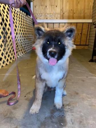 American Akita pup (Houston)
