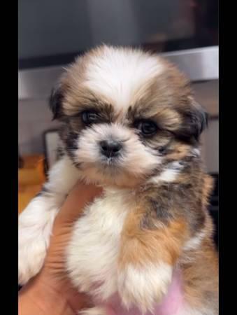 Male Shih Tzu (Garland)