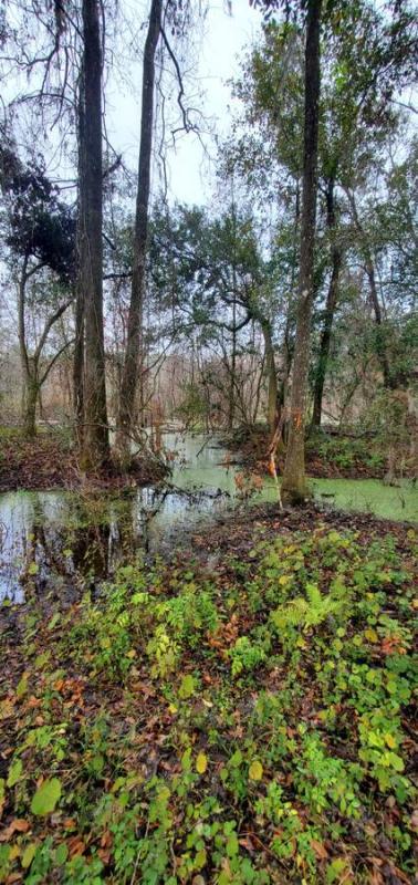 $59,999 11 ACRES AGRICULTURE LAND!! PRICE REDUCED $59999 (Brooksville,fl)