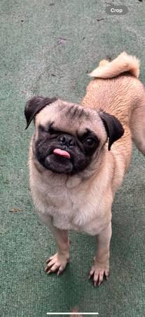 2 year old pugs Male and female (Houston Tx)