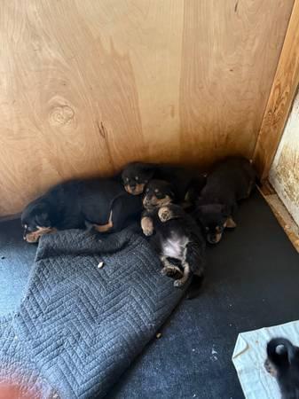 Rottweilers Puppies (Azle) (Azle TX)