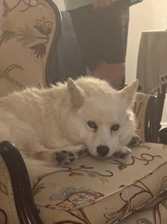 Found White Female Dog (E William Cannon)