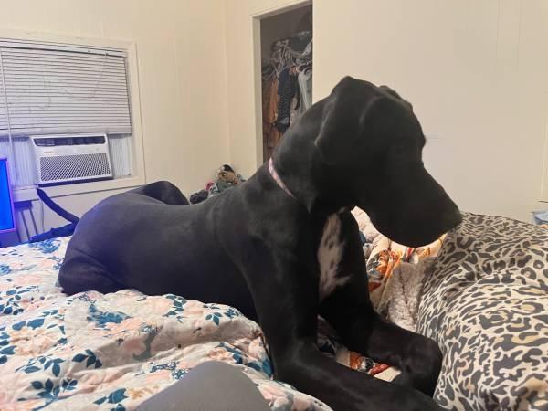 Rehoming Great Dane (Kingsland)