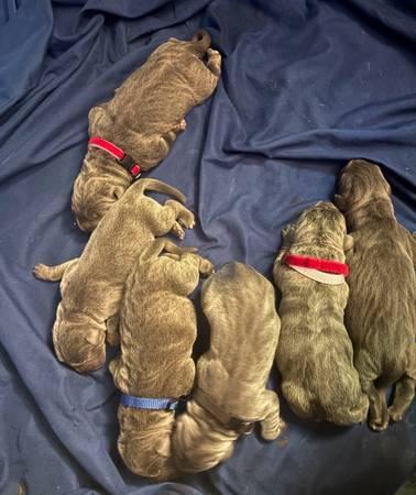 Cane corso Puppies (Austin)