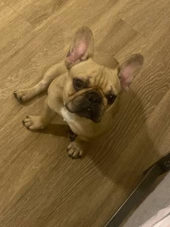 9 Month old French Bulldog (FEMALE) (Round Rock)