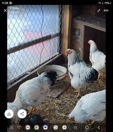 Free 5 Month old chickens 🐔