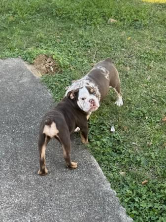 English bulldog akc registered (Houston)
