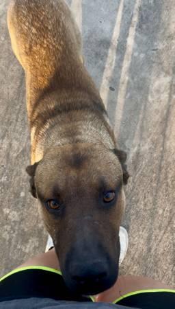 Found dog (Indian hills/bluff springs)