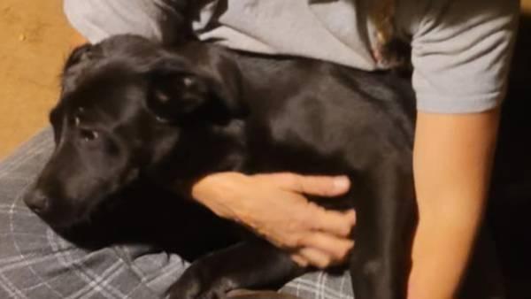 Mastiff lab female puppy