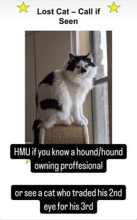 Lost Cat in south Austin by south 1st and 71 area (Accross blazer tag)