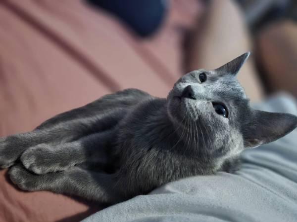 Russian blue (San Jose)