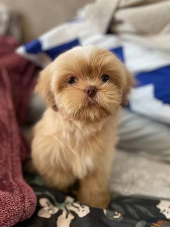 Golden Shitzu (San Jose)