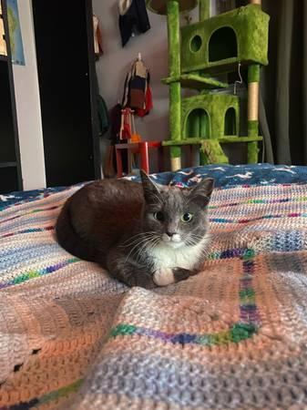 spayed + vaccinated and ready for a home! (West Orange)