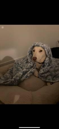 Adopt one or more Belgian Malinois (Liberty 77575)