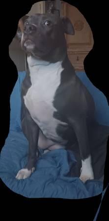 My sweet pistol (Dallas)