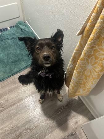 Border collie for sale (Houston)