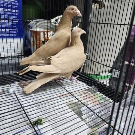 Yellow Trennton Racing Pigeon (Hackensack)