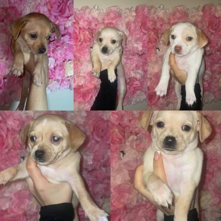 Mix puppies (San Jose)