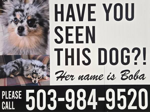 Lost Dog: small, grey with black markings (Missouri City)