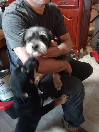 Found schnauzer (Fort worth)